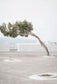 Scandinavian Minimalist Wall Art | Italy Olive Tree Branches & Architecture Canvas Prints