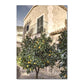 Italian Town Lemon Orange Harvest Poster and Prints